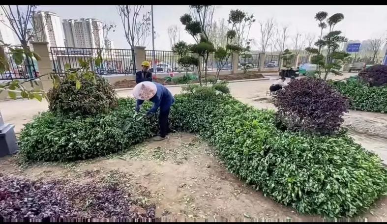 市政園林綠化工程 以專業施工，繪就城市生態畫卷